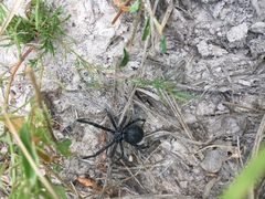 Latrodectus mactans