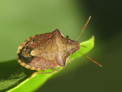 Peribalus strictus strictus