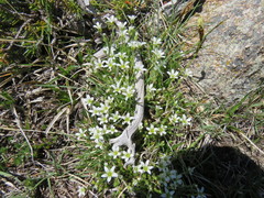Arenaria grandiflora