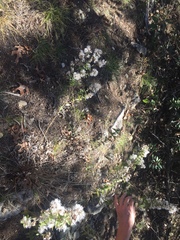 Brickellia cylindracea