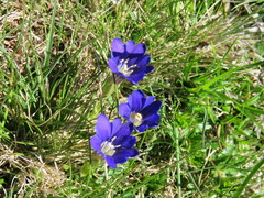 Gentiana pyrenaica