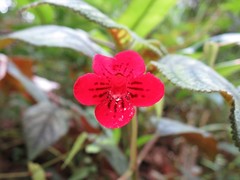 Kohleria inaequalis