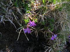 Primula integrifolia