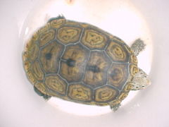 Malaclemys terrapin tequesta image