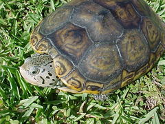 Malaclemys terrapin tequesta image