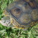 Florida East Coast Terrapin - Photo (c) Edward Perry IV, some rights reserved (CC BY-NC), uploaded by Edward Perry IV