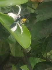 Lepidoptera