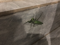 Rhombodera taprobanae