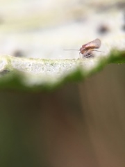 Trichopsocus brincki