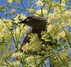 Stomiopera unicolor