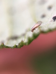 Trichopsocus brincki