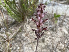 Lachenalia sessiliflora
