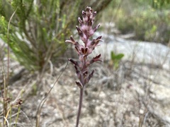 Lachenalia sessiliflora