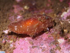 Rostanga rubra
