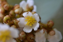 Saurauia madrensis
