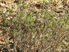 Plantago sempervirens