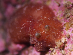 Rostanga rubra