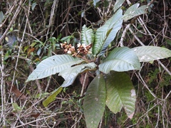 Saurauia madrensis