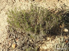 Plantago sempervirens