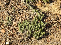 Teucrium gnaphalodes