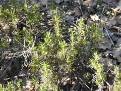 Plantago sempervirens