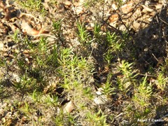 Plantago sempervirens