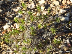Plantago sempervirens