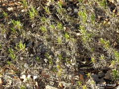 Plantago sempervirens