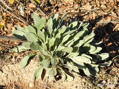 Cynoglossum cheirifolium