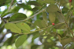 Ilex discolor