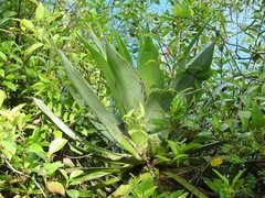 Agave warelliana