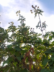 Montanoa grandiflora