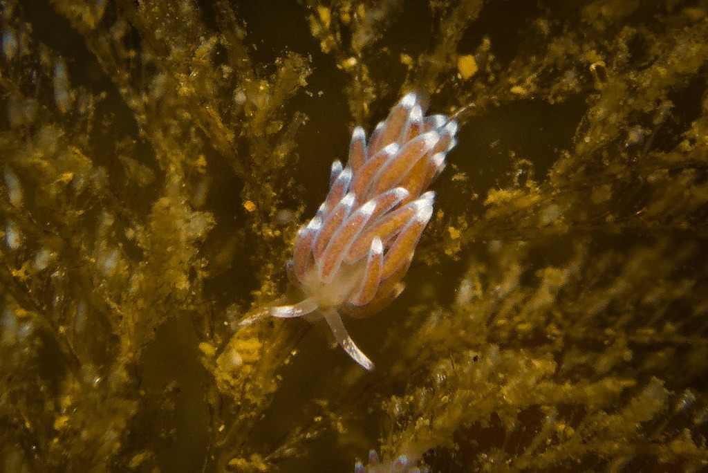 Cuthonella concinna bellatula