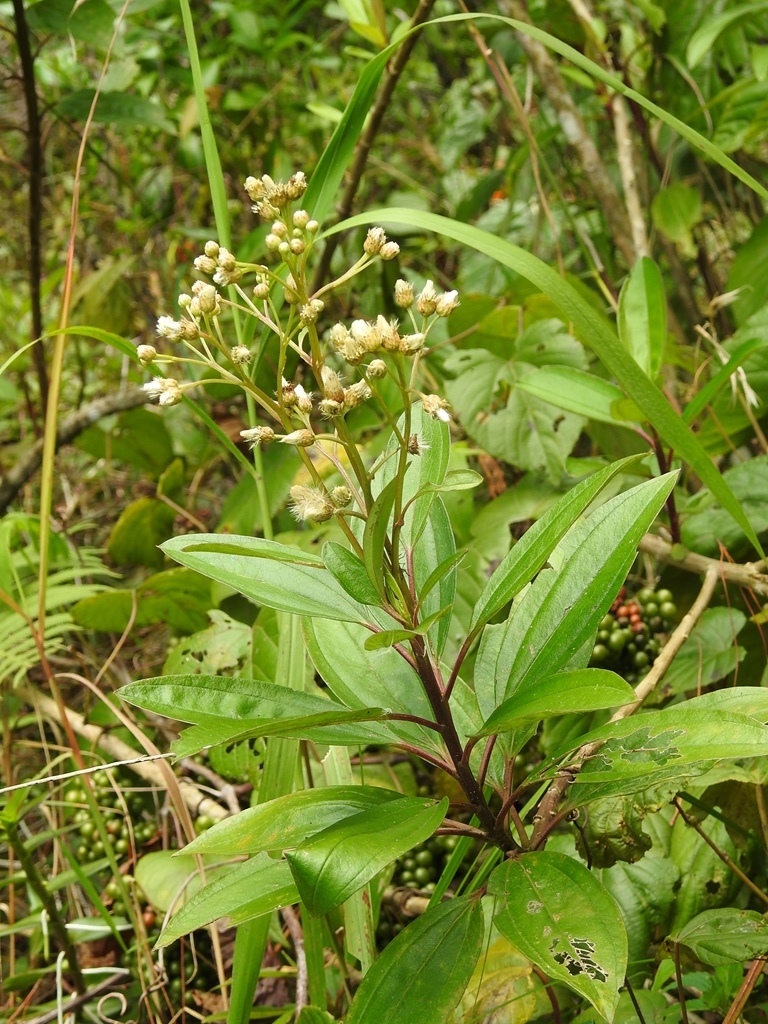 Baccharis pedunculata