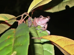 Polypedates colletti