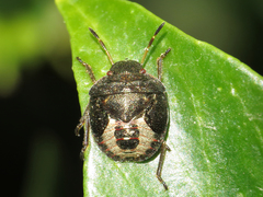 Peribalus strictus strictus