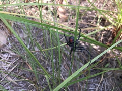 Latrodectus mactans