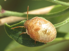 Peribalus strictus strictus