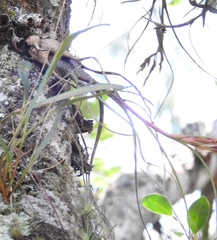 Tillandsia butzii
