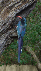 Phoeniculus purpureus marwitzi