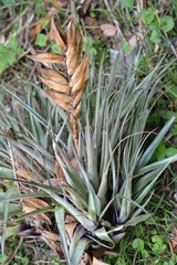 Tillandsia lampropoda