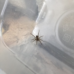 Lycosidae