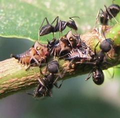Oxyrhachis
