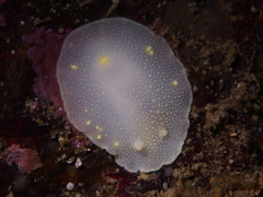 Cadlina laevis