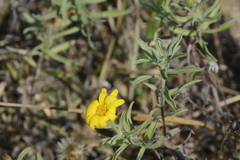 Heterotheca camporum