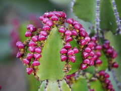 Euphorbia cooperi