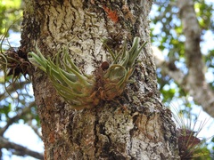 Tillandsia seleriana