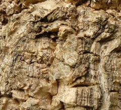 Myrioblephara