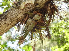 Tillandsia seleriana