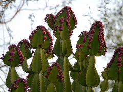 Euphorbia cooperi